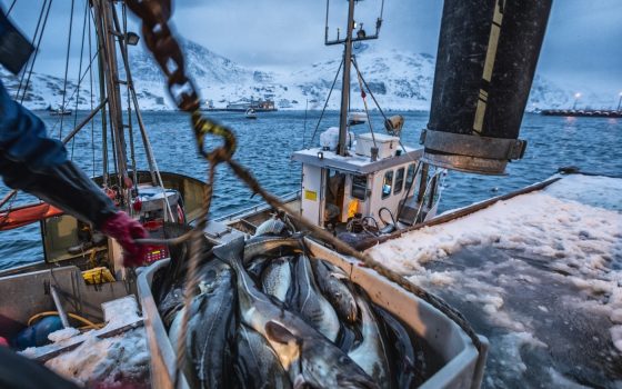 Seaspiracy – fact or fantasy?